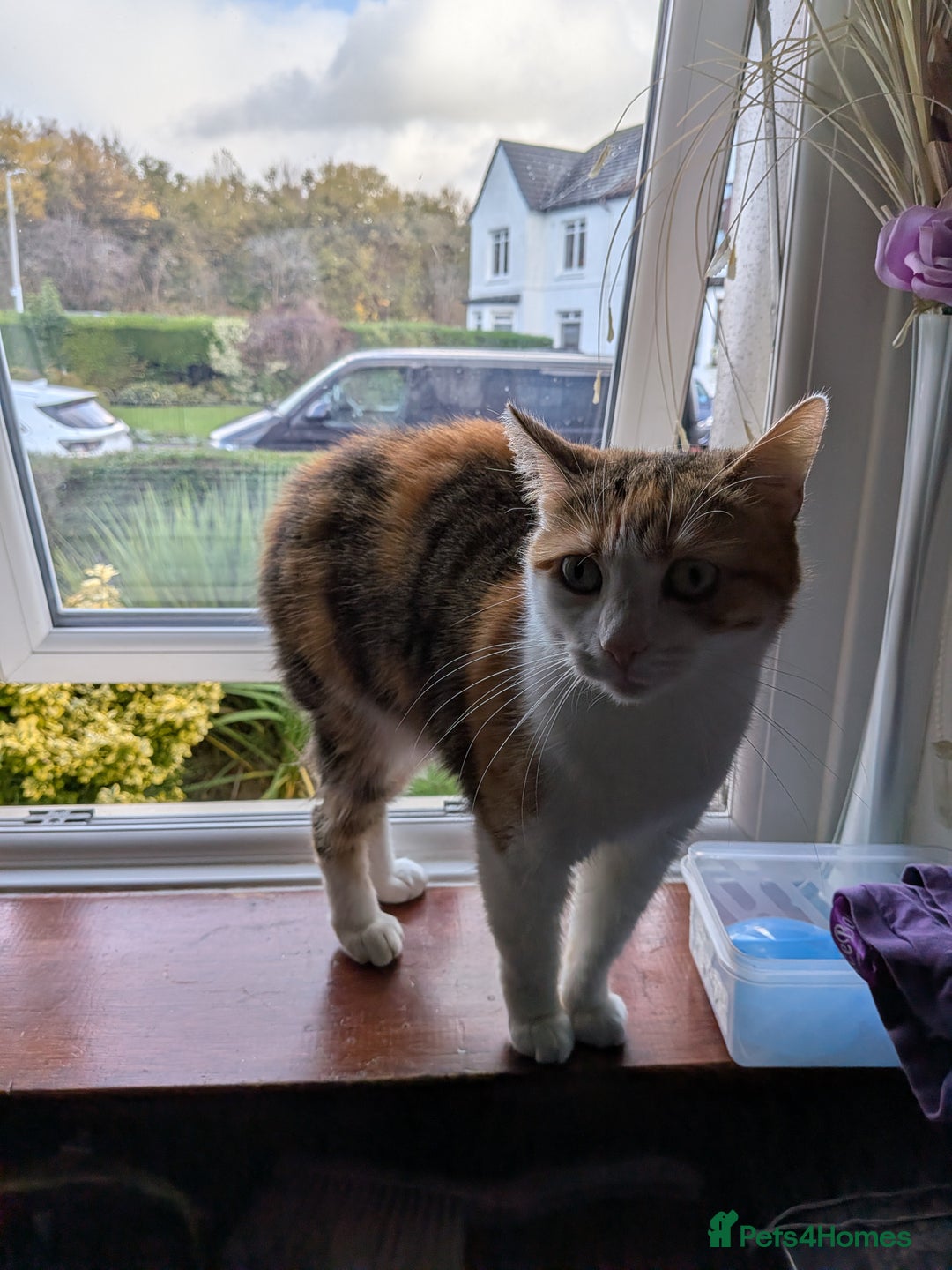 European cats for sale: Female cat under a year old  - Image 1