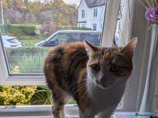 European cats - Advert 1