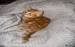 Domestic Shorthair cats for sale: Real life Garfield🤩 - Image 21