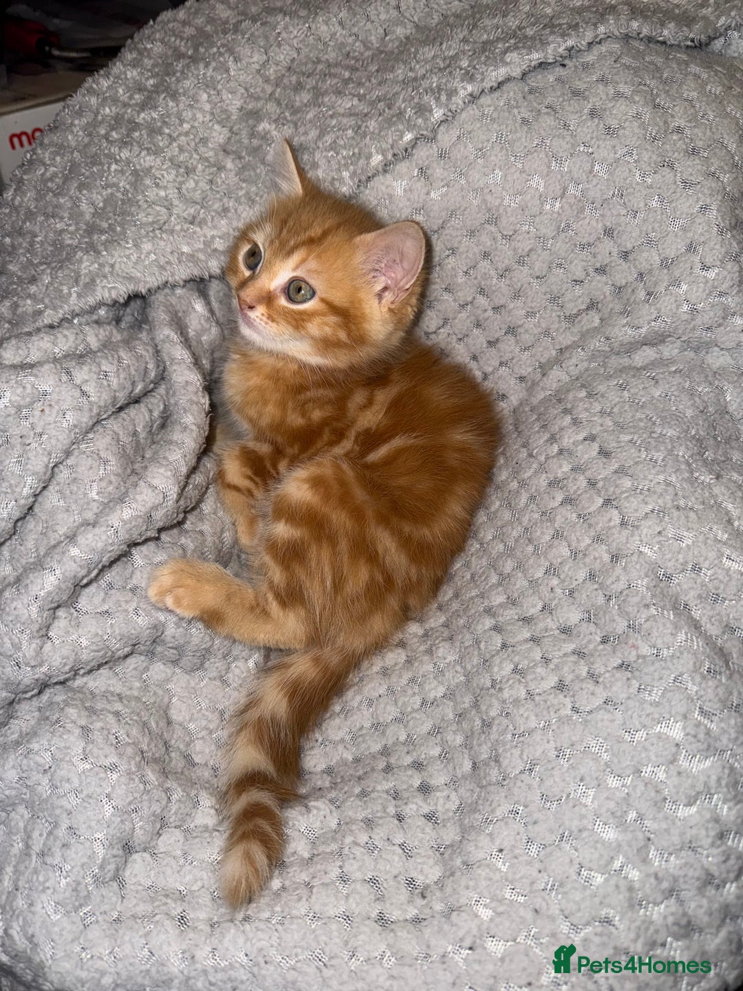 Domestic Shorthair cats for sale: Real life Garfield🤩 - Image 21
