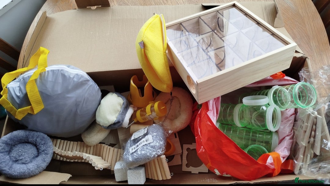 Hamster rodents for sale: Dwarf Hamster for sale with all the extras - Advert 4