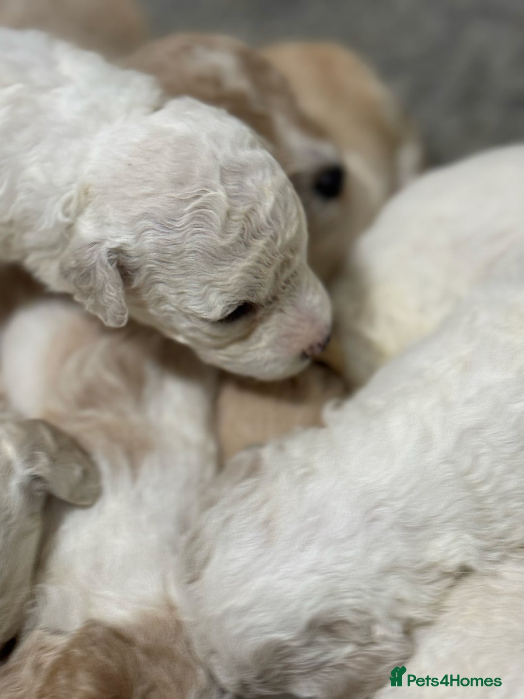 Cavapoochon dogs for sale: Cavapoochon puppies  - Image 34