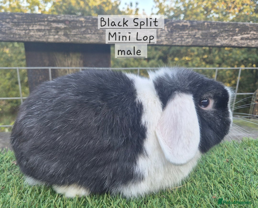 Mini Lop rabbits for sale: Various Mini Lops  - Advert 19