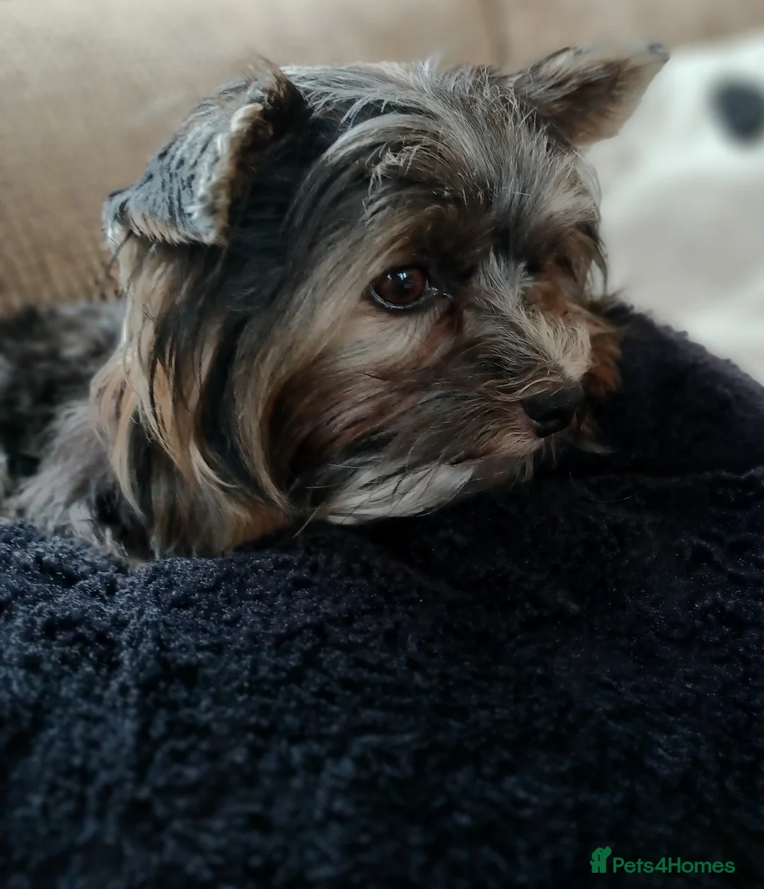 Yorkshire Terrier dogs for stud: Purebred BiewerTerrier/ColourfulYorkie Proven Stud in Merthyr Tydfil - Advert 25