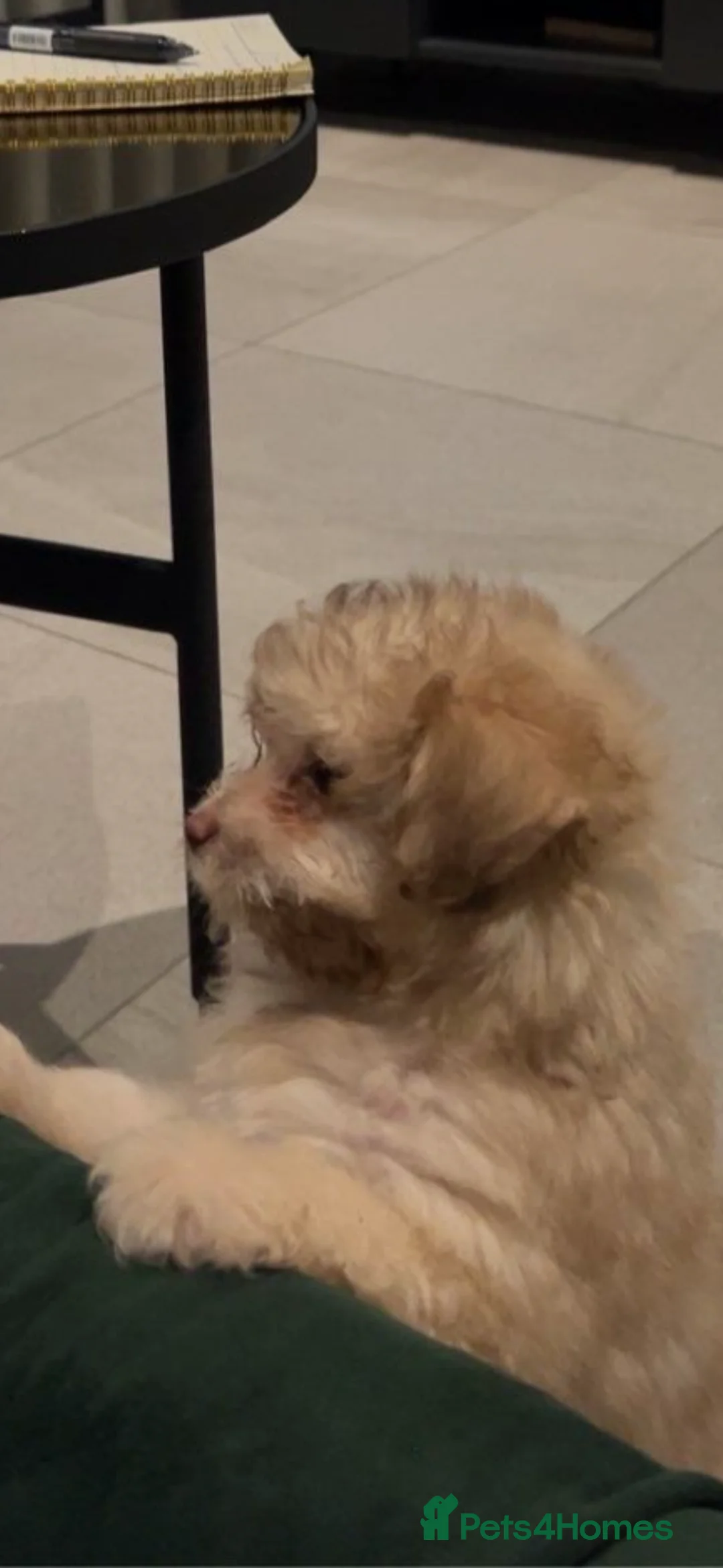 Pomapoo dogs for sale: F1 Pomapoo - Advert 2