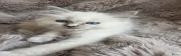 Ragdoll cats for sale: 🏆GCCF REG. EXTENSIVELY TESTED RAGDOLL KITTENS🌟 - Advert 22