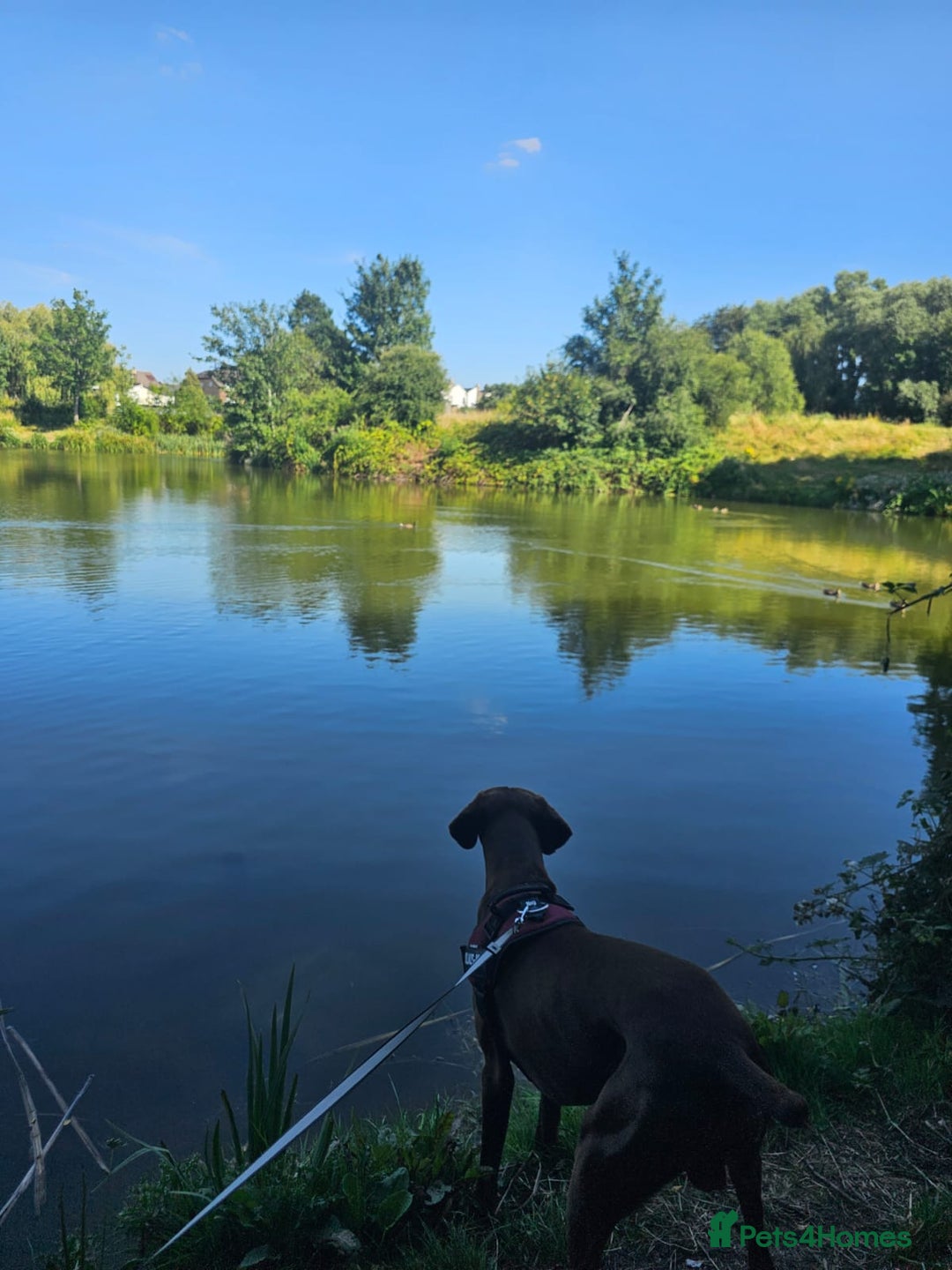 German Shorthaired Pointer dogs for stud: Chocolate Dog - Advert 5