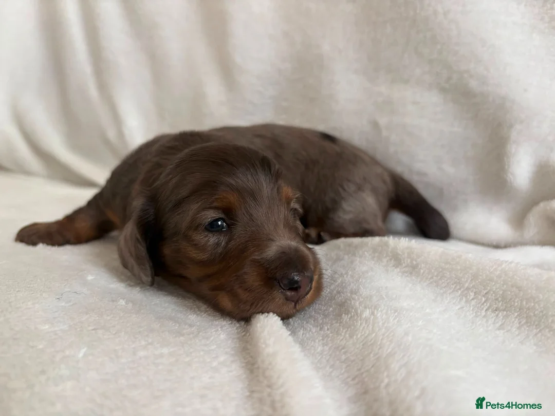 Miniature Dachshund dogs for sale: Stunning KC Reg Long-Haired Mini Dachshund Puppies in Sheffield - Advert 2