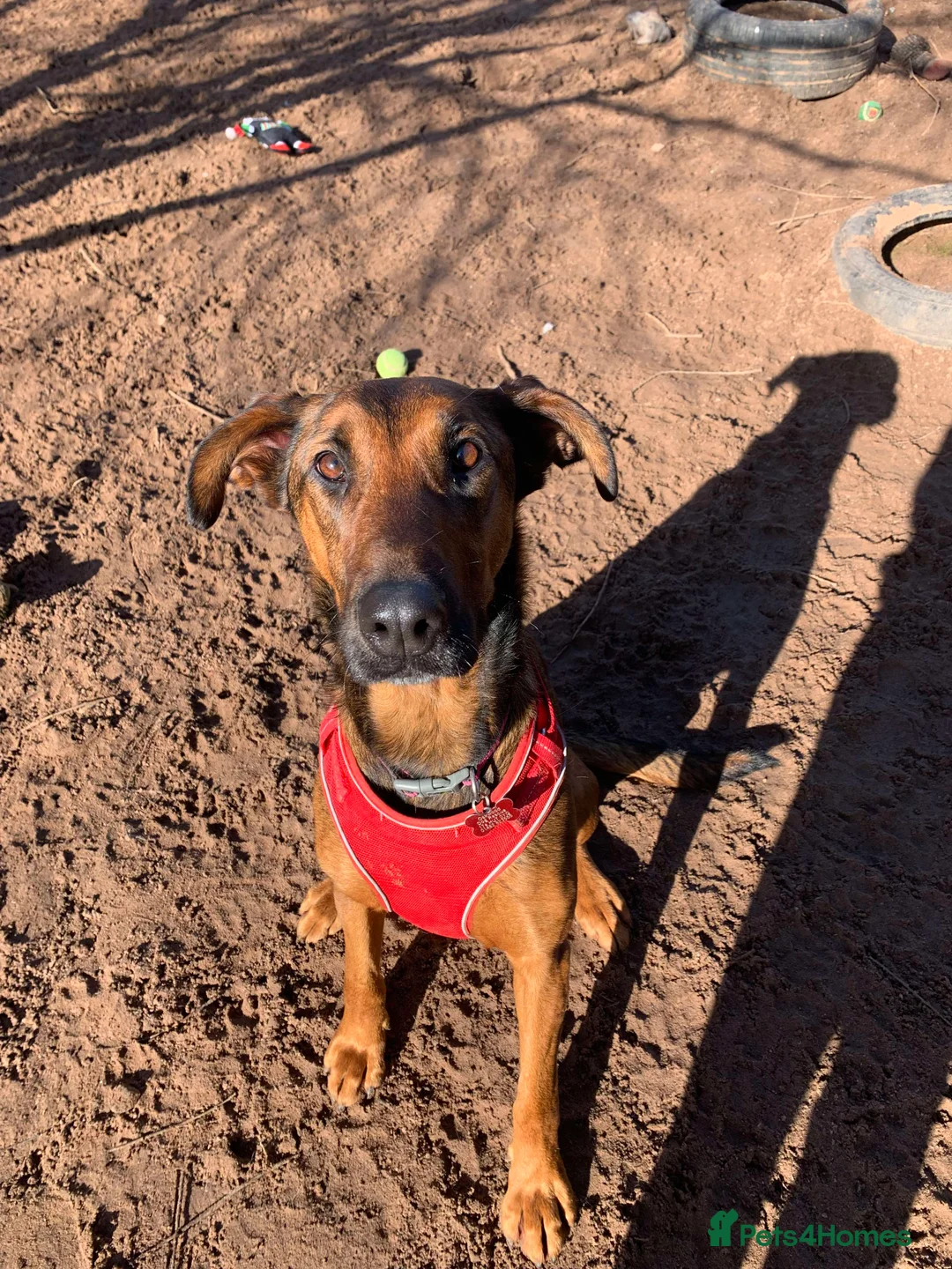 Mixed Breed dogs for adoption: Meet Carrie,currently residing in Cheshire  in Nantwich - Advert 1