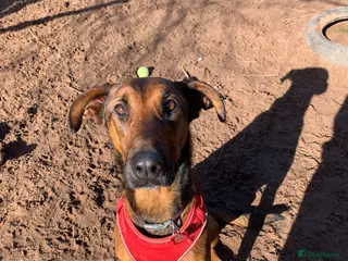 Mixed Breed dogs Meet Carrie,currently residing in Cheshire in Nantwich - Advert 18