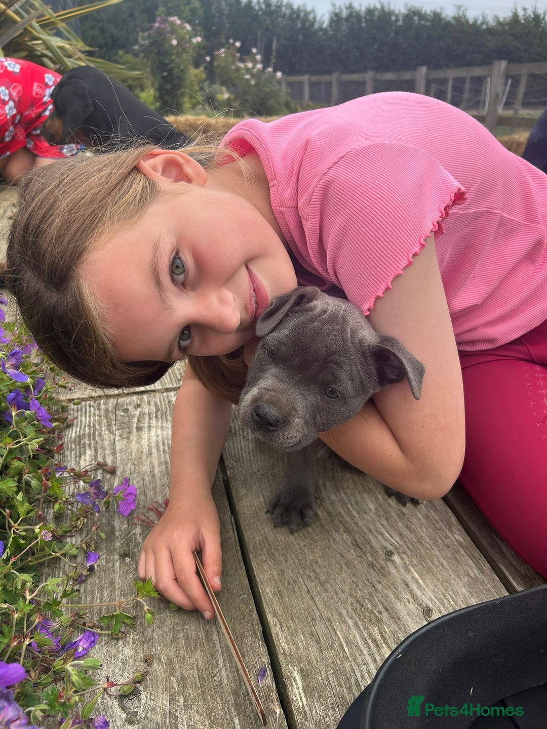 Staffordshire Bull Terrier dogs for sale: Chunky Staffy pups 💕 2 girls left, Ready to leave - Image 21