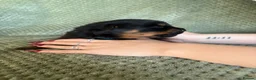 Rottweiler dogs for sale: Outstanding rottweiler puppies - Advert 2
