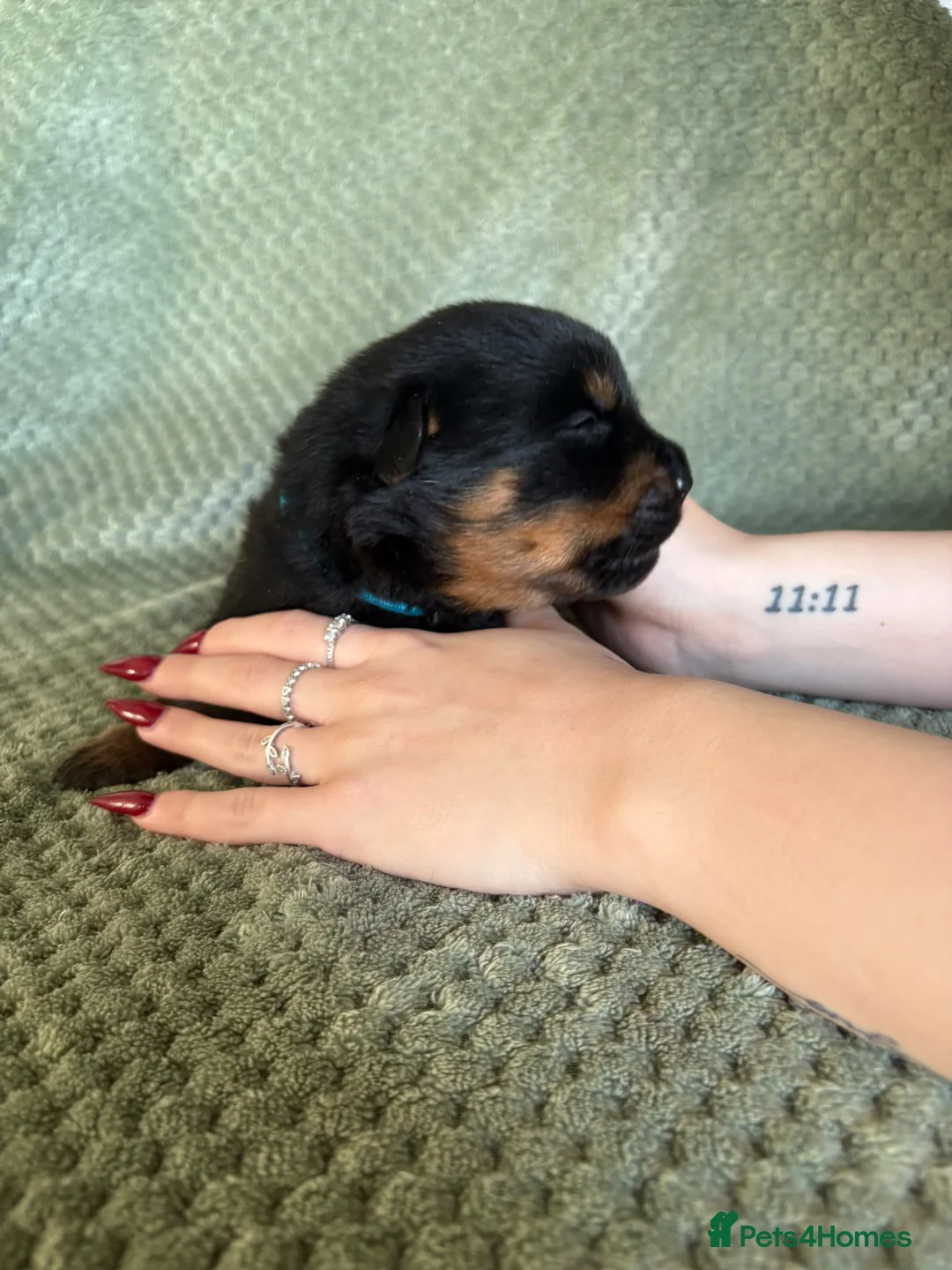 Rottweiler dogs for sale: Outstanding rottweiler puppies - Advert 2