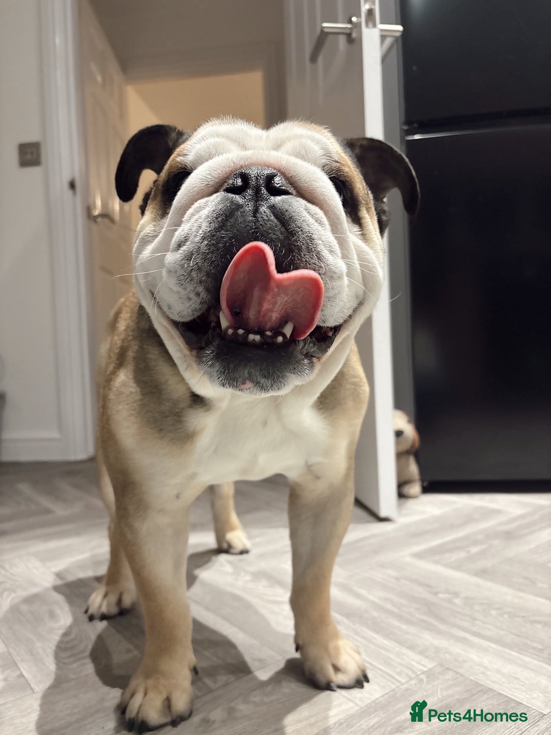 English Bulldog dogs for stud: Proven KC English Bulldog for Stud - Advert 12