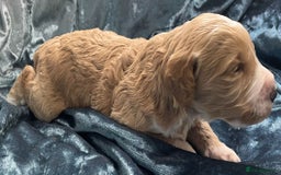 Labradoodle dogs for sale: Labradoodles for Sale! - Image 14
