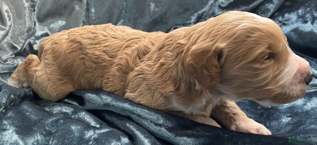 Labradoodle dogs for sale: Labradoodles for Sale! - Image 14