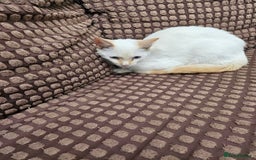 Ragdoll cats for sale: Cat 1 male - Image 6