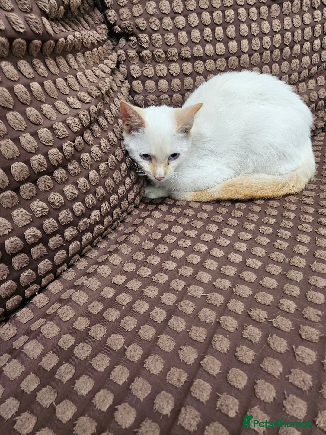 Ragdoll cats for sale: Cat 1 male - Image 6