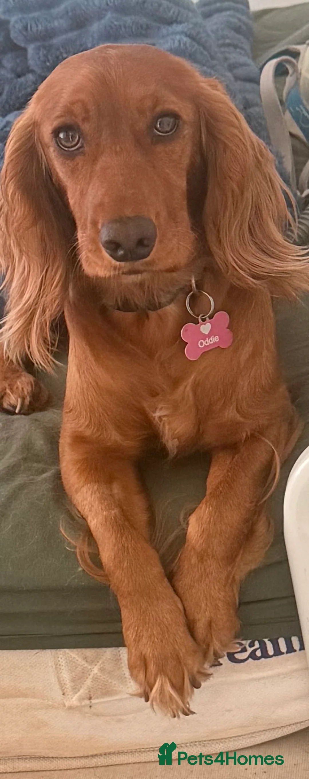 Cocker Spaniel dogs for sale: My Mate Oddie - Advert 1