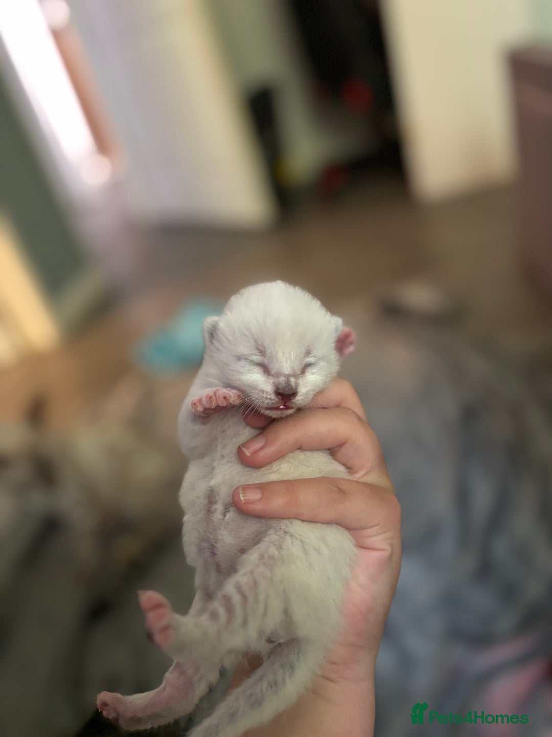 Mixed Breed cats for sale: Half bengals  - Image 3