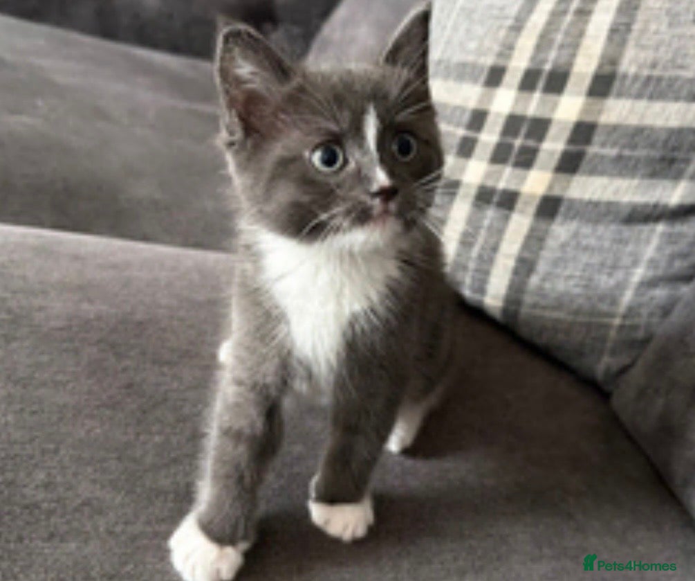 Ragdoll cats Tinkerbell  - Advert 1