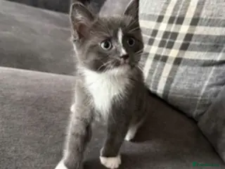 Ragdoll cats Tinkerbell - Advert 1