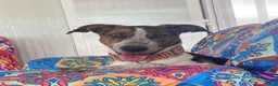 Mixed Breed dogs for adoption: 🐶Rex the perfect pack companion 😍  - Advert 11