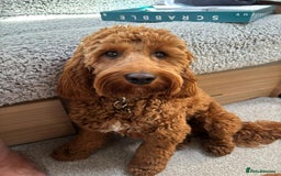 Cockapoo dogs for sale: F1 MINIATURE COCKAPOOS DNA HEALTH TESTED PARENTS  in Saint Asaph - Image 7