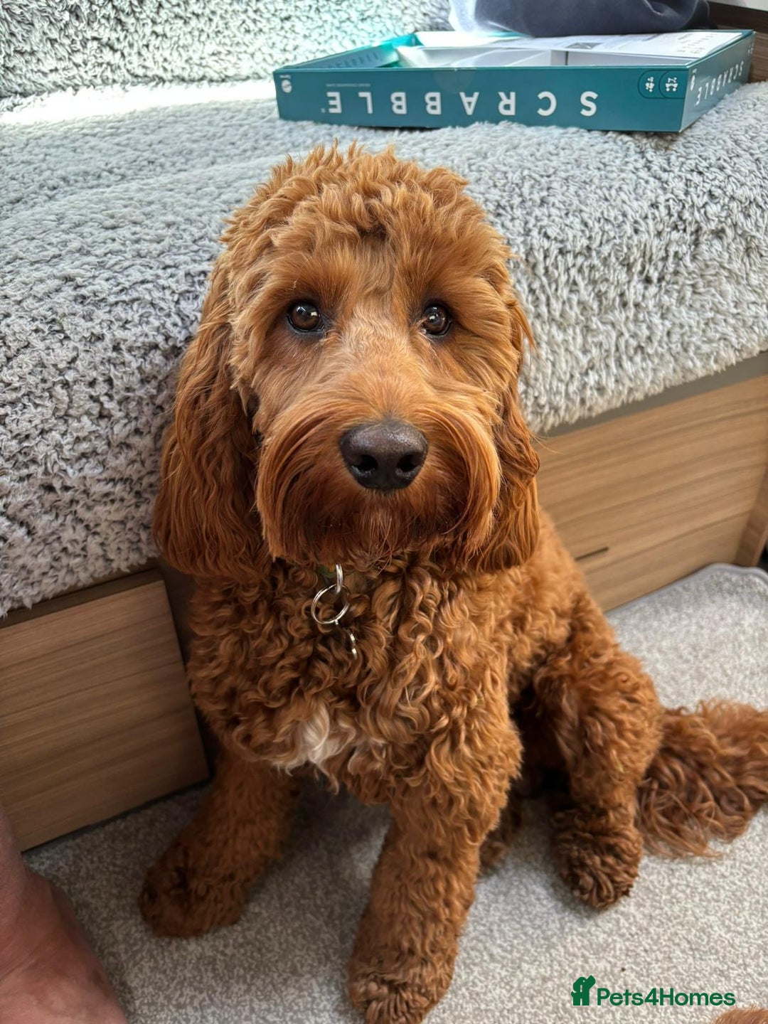 Cockapoo dogs for sale: F1 MINIATURE COCKAPOOS DNA HEALTH TESTED PARENTS  in Saint Asaph - Image 7
