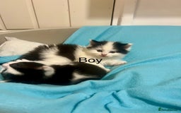 Ragdoll cats for sale: (2 GIRLS LEFT) 3 BiColour Ragdoll Ready in 3Weeks - Image 6