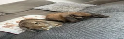 German Lop rabbits for sale: Pair of Gorgeous lop girls  - Advert 4