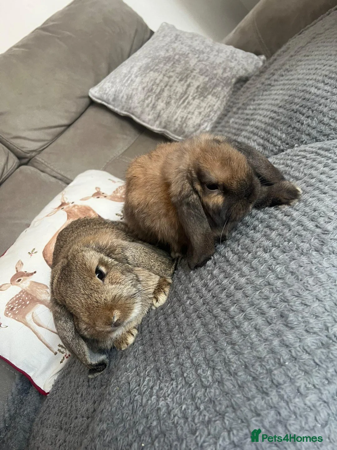 German Lop rabbits for sale: Pair of Gorgeous lop girls  - Advert 4