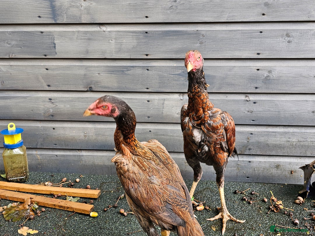 Chickens poultry for sale: Shamo Brazilian stag 5 months and Turkish hints - Image 10