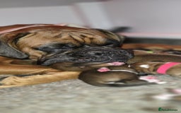 Boxer dogs for sale: Boxer puppies - Image 4