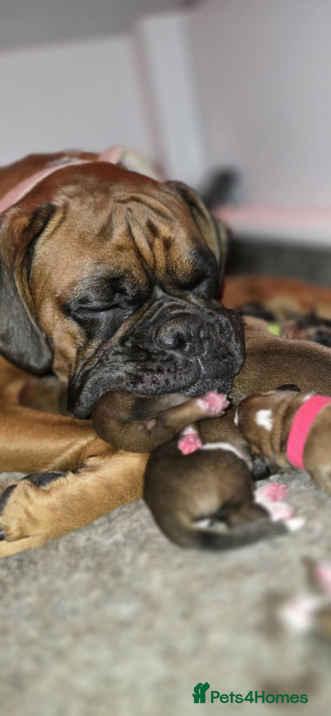 Boxer dogs for sale: Boxer puppies - Image 4