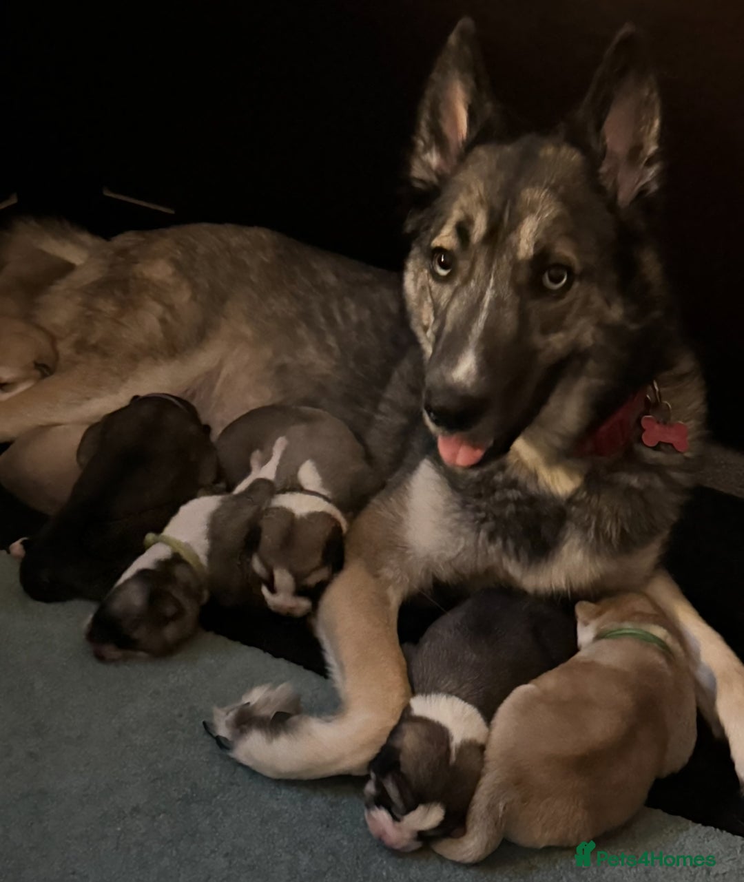 Huskita dogs for sale: Husky x Akita (Huskita) - Image 4