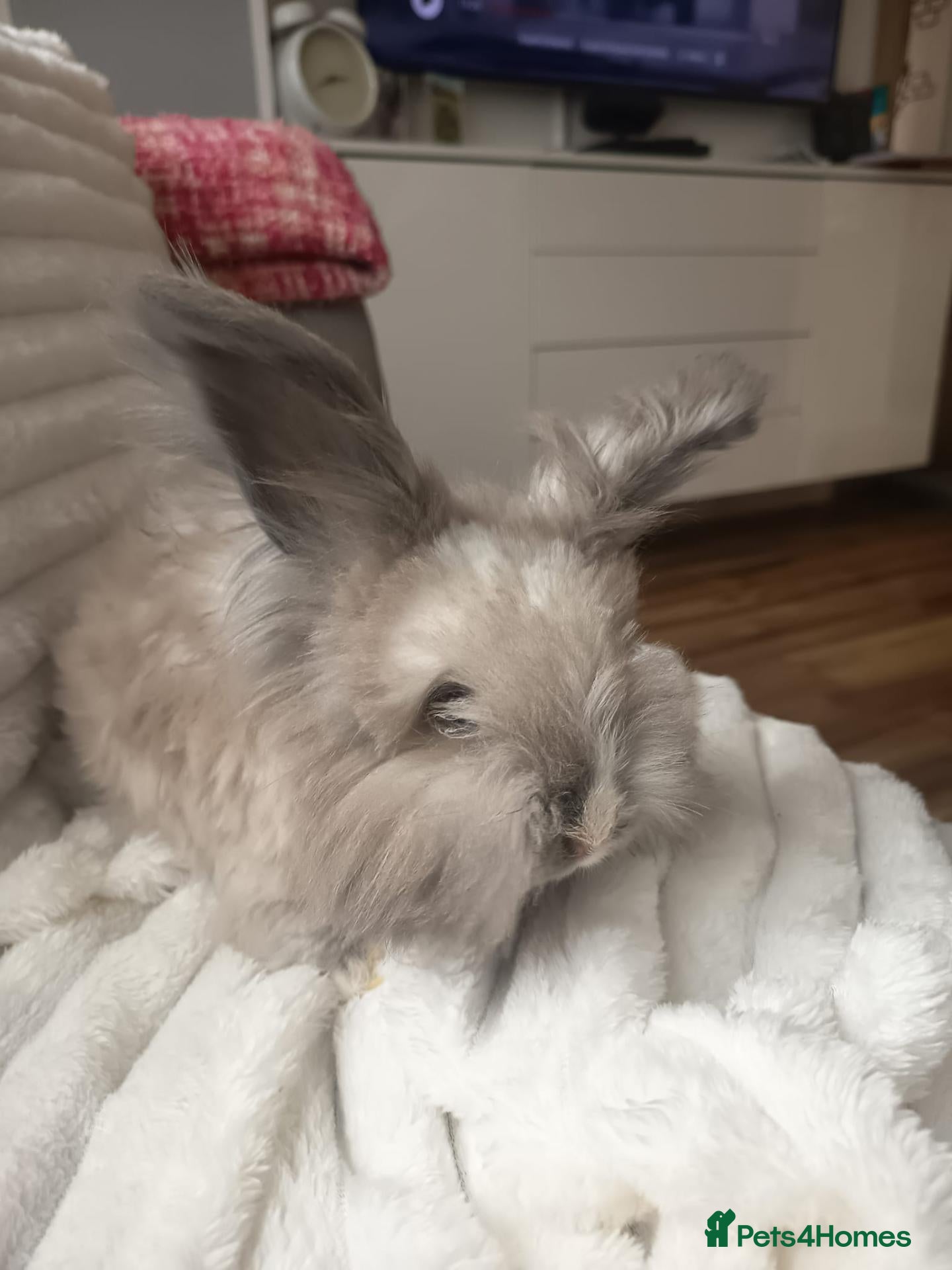 Angora rabbits English Angora Full Faced - Advert 8