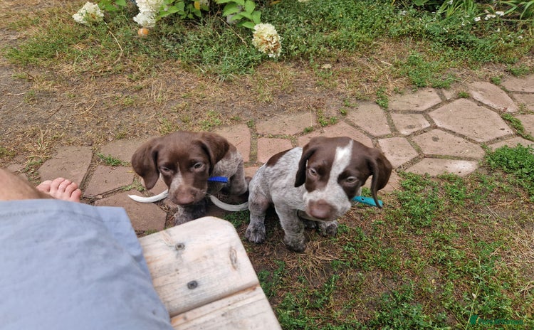 German Shorthaired Pointer dogs - Advert 1
