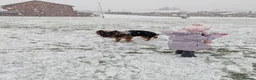 German Shepherd dogs for sale: German Shepherd, 11 Months – Loving Home Needed - Advert 4