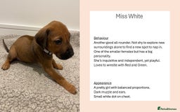 Rhodesian Ridgeback dogs for sale: Pedigree Ridgeback Puppies - READY FOR VIEWING in Scunthorpe - Image 4
