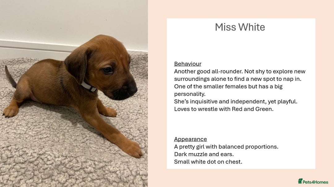 Rhodesian Ridgeback dogs for sale: Pedigree Ridgeback Puppies - READY FOR VIEWING in Scunthorpe - Image 4