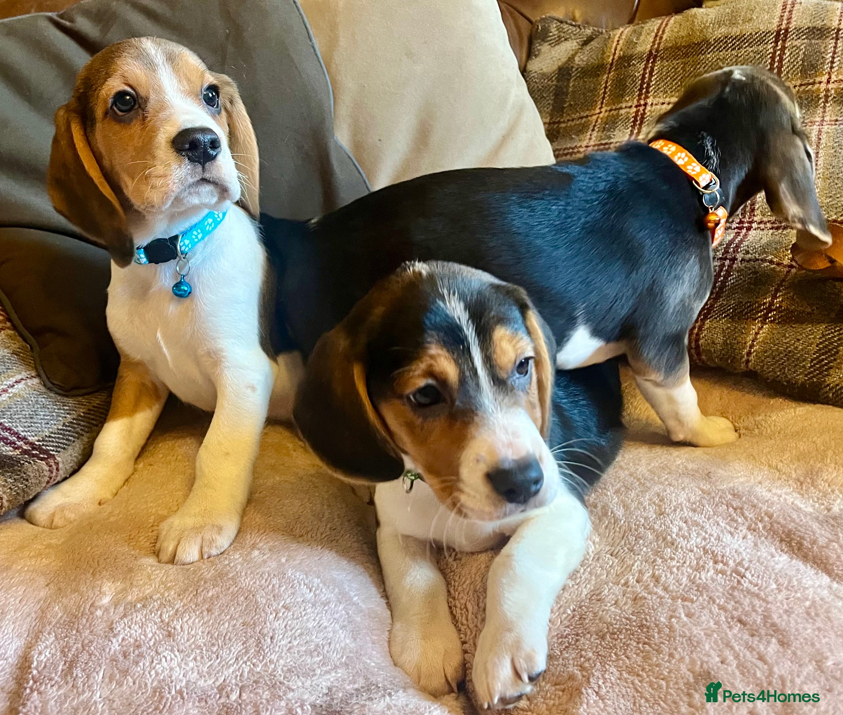 Beagle dogs Beagles ready now  in Builth Wells - Advert 3