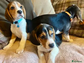 Beagle dogs Beagles ready now in Builth Wells - Advert 3