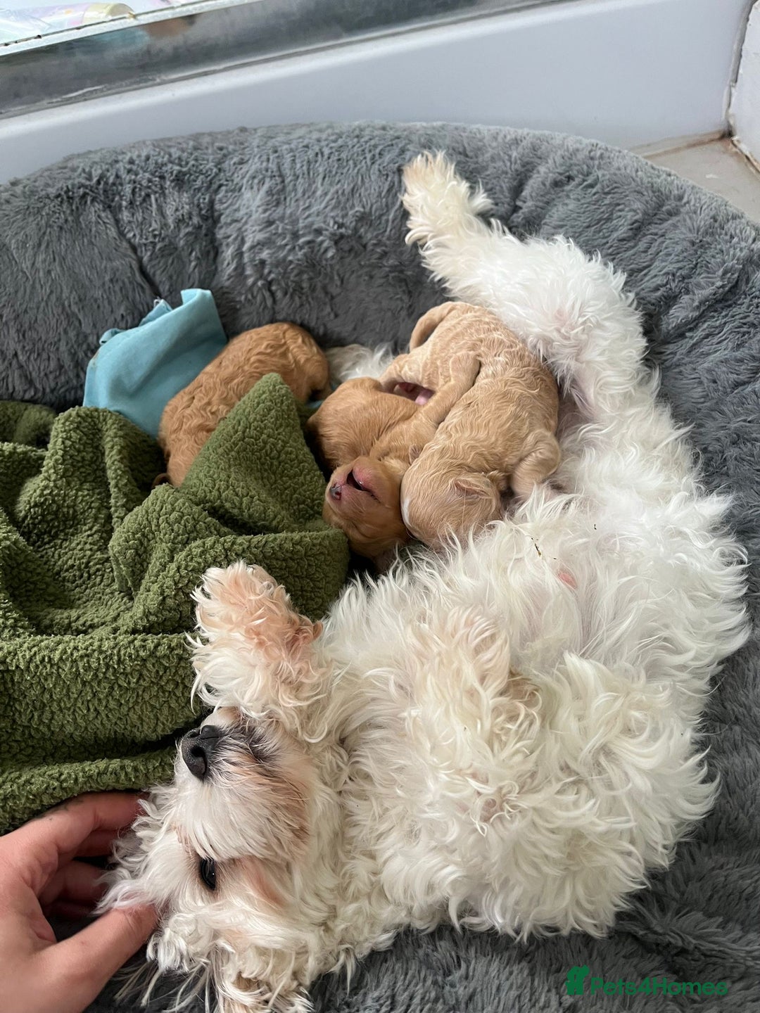 Maltipoo dogs for sale: 2 beautiful playful & lovely Maltipoo boys  - Image 27