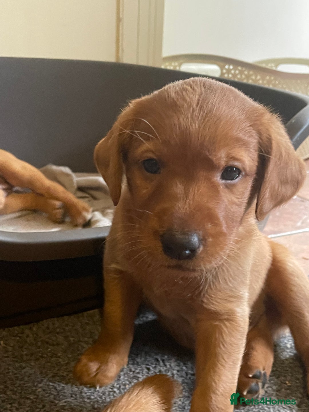 Mixed Breed dogs for sale: 3/4 Red Labrador 1/4 Golden Retriever  - Image 4