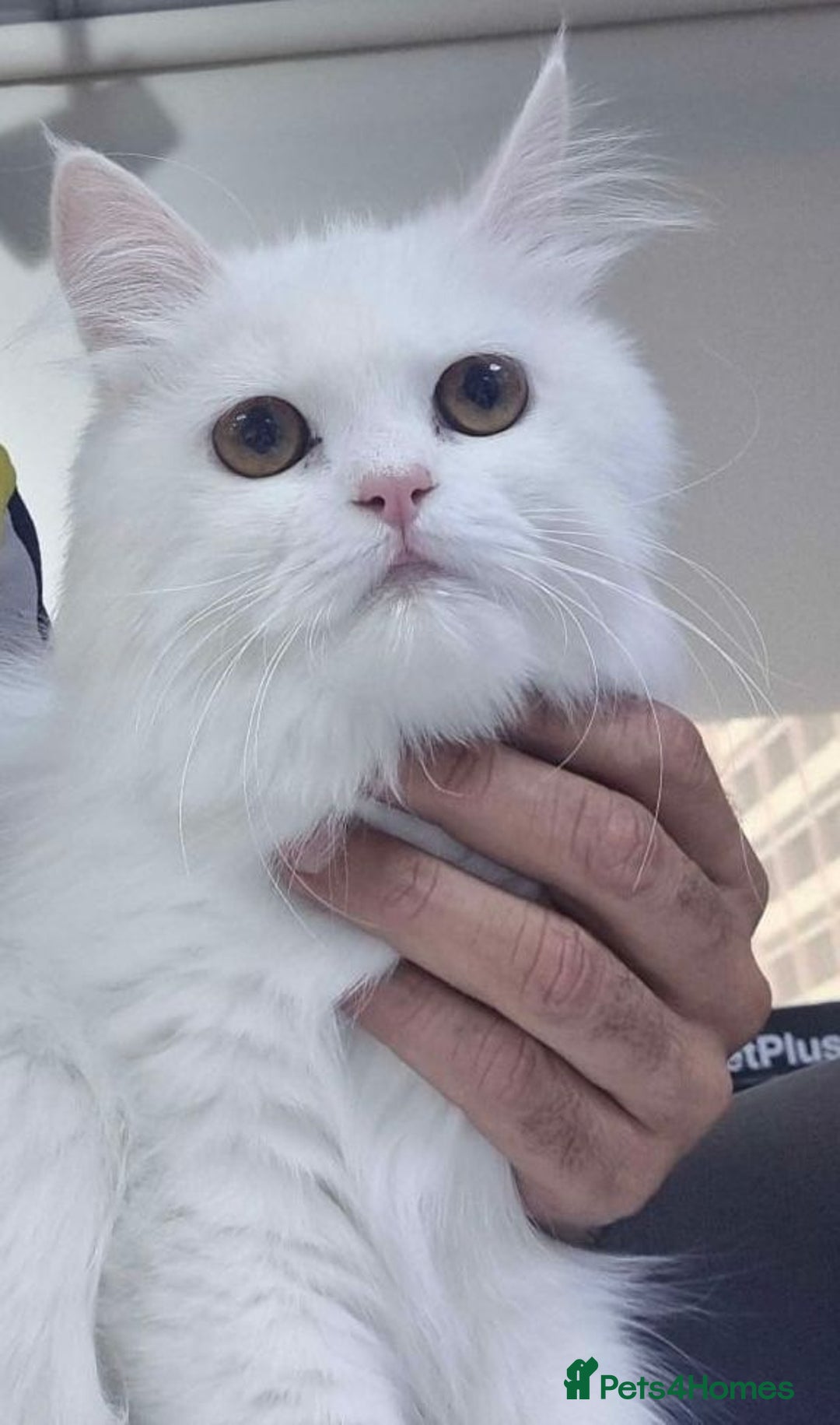 Mixed Breed cats for adoption: BLANCO - AMAZINGLY HANDSOME KITTEN NEUTERED VACCIN - Image 4