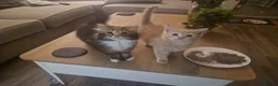 Mixed Breed cats for sale: 2 Male and 1 Female kitten for sale £60 Each  in Chichester - Advert 8