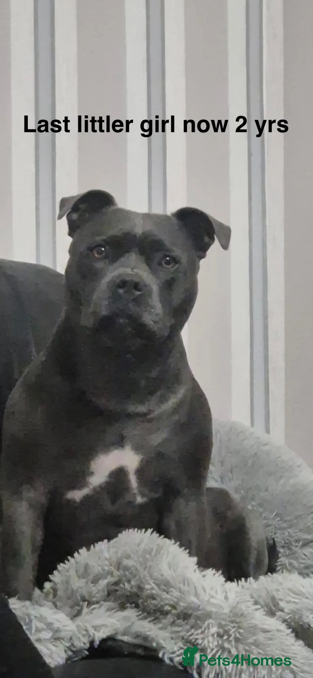 Staffordshire Bull Terrier dogs for sale: 🐾 5 Beautiful blue staff Puppies! 🐾   in Oldham - Advert 17