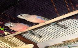 Parakeets birds for sale: Pair of bourke Parakeets  - Image 1