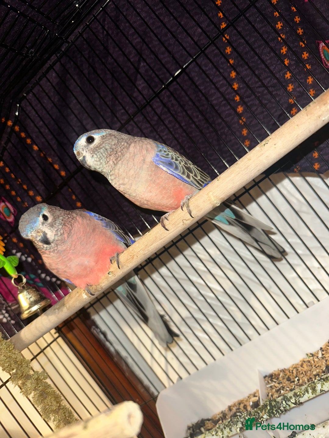 Parakeets birds for sale: Pair of bourke Parakeets  - Image 1